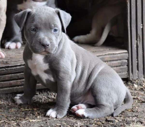  regalo cuccioli pitbull