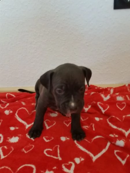  regalo cuccioli di pitbull