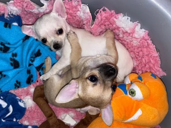  ultimo chihuahua toy  | Foto 1