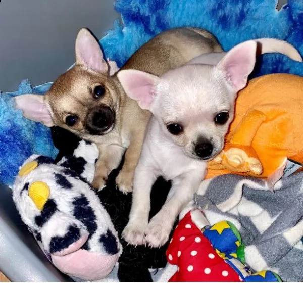  ultimo chihuahua toy 