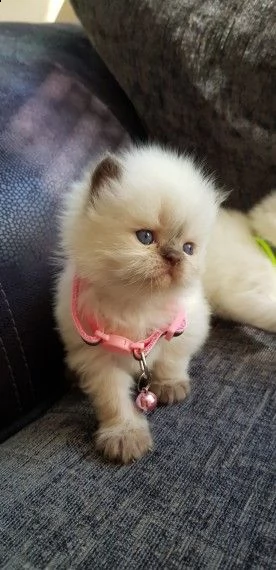 quattro meravigliosi cuccioli di razza persiano | Foto 1