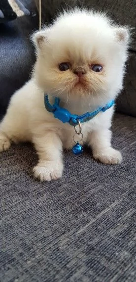 quattro meravigliosi cuccioli di razza persiano | Foto 0