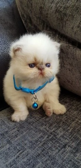 splendidi cuccioli persiano  | Foto 2