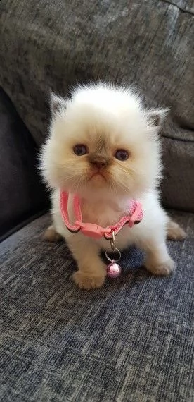 splendidi cuccioli persiano  | Foto 1