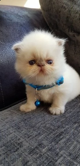 splendidi cuccioli persiano  | Foto 0