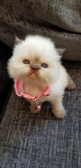 splendidi cuccioli persiano 