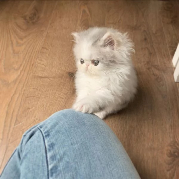 gatto persiani di vari coloria | Foto 0