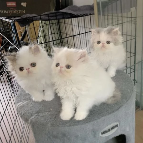 gatto persiani di vari coloria