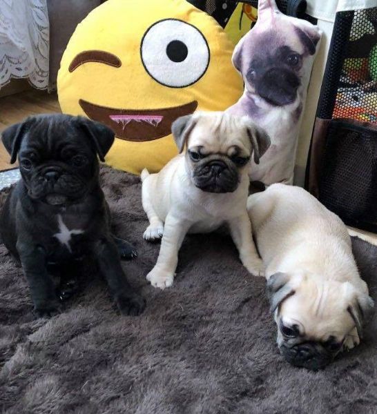 felicissimi cuccioli di carlino | Foto 0