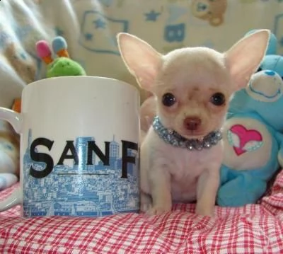  cuccioli di chihuahua mexicano