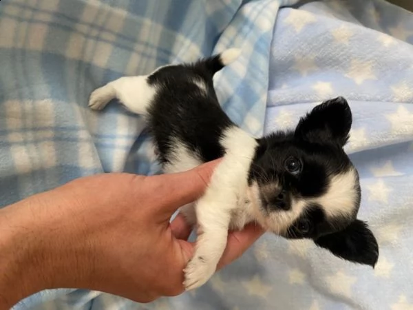 dolce cucciola di chihuahua toy | Foto 1