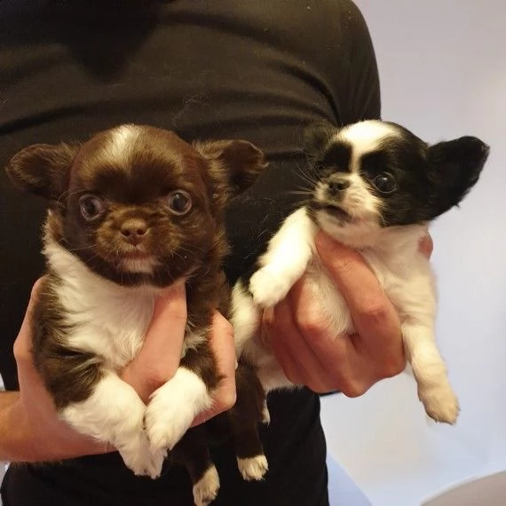 dolce cucciola di chihuahua toy
