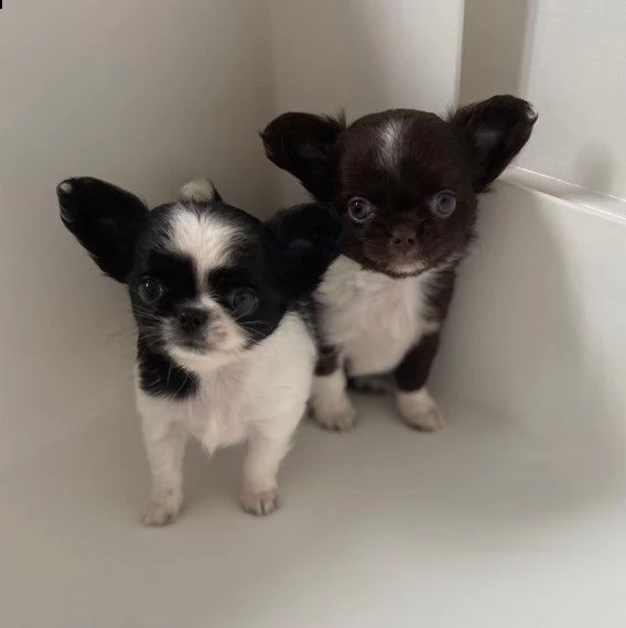dolce cucciola di chihuahua toy | Foto 0