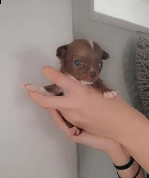 2 cucciole chihuahua toy di 2 mesi | Foto 1