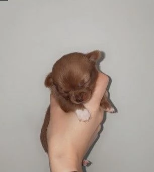 2 cucciole chihuahua toy di 2 mesi | Foto 0