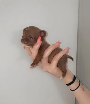 2 cucciole chihuahua toy di 2 mesi