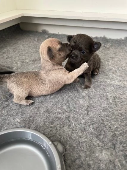 chihuahua toy di 60gg con ottima salute