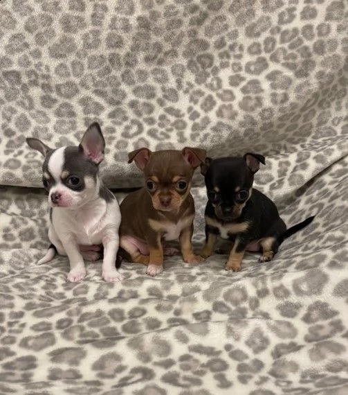 chihuahua toy di 60gg con ottima salute | Foto 1