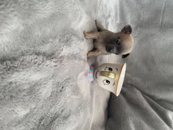 chihuahua toy di 60gg con ottima salute | Foto 0
