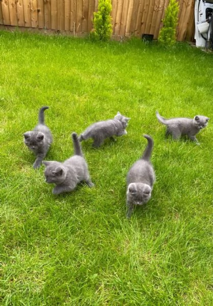 meravigliosa british shorthair
