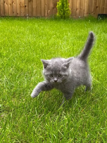 meravigliosa british shorthair | Foto 2