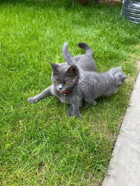 meravigliosa british shorthair | Foto 1