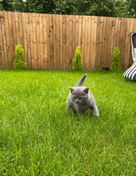 meravigliosa british shorthair | Foto 0