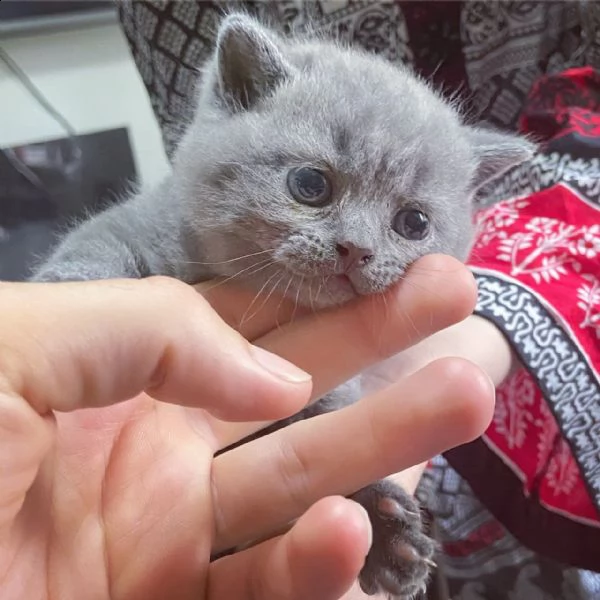 bellissimi gattini british shorthair puri