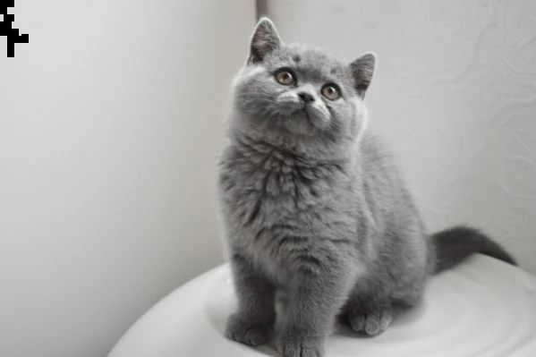 bellissimi gattini british shorthair puri | Foto 1