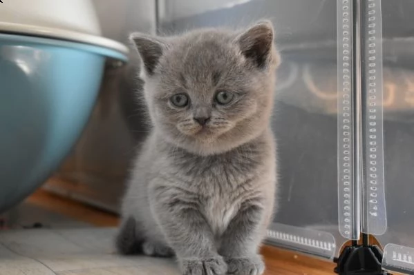 bellissimi gattini british shorthair puri | Foto 0