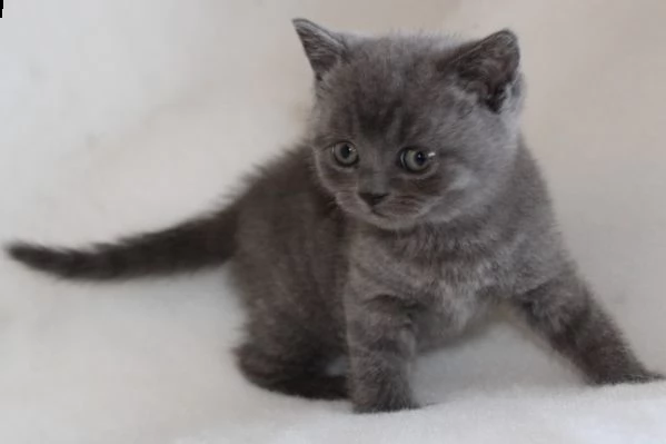 british shorthair di due mesi