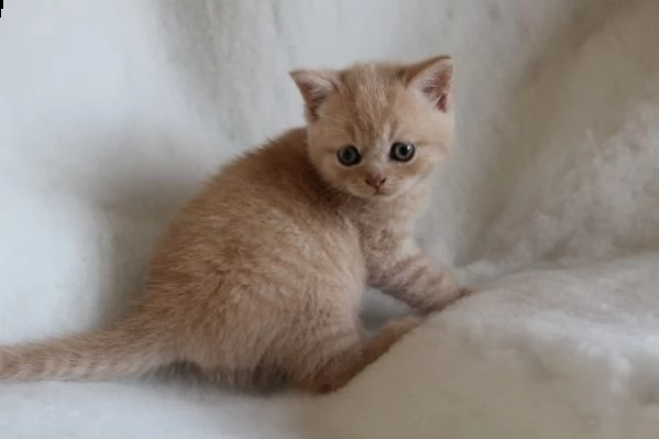 british shorthair di due mesi | Foto 1