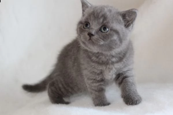 british shorthair di due mesi | Foto 0