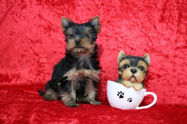 bellissimi cuccioli di yorkshire terrier | Foto 1
