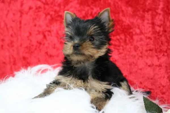 bellissimi cuccioli di yorkshire terrier