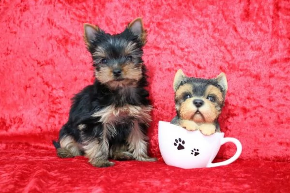 bellissimi cuccioli di yorkshire terrier | Foto 0