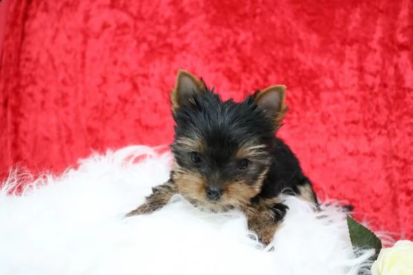 meraviglioso yorkie terrier cuccioli | Foto 1