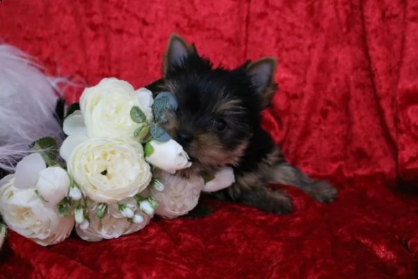 meraviglioso yorkie terrier cuccioli | Foto 0