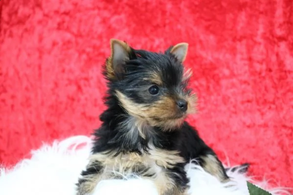 meraviglioso yorkie terrier cuccioli