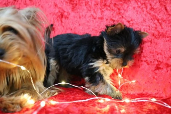 yorkie terrier toy italiano