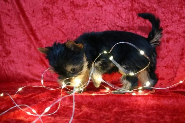 yorkie terrier toy italiano | Foto 0