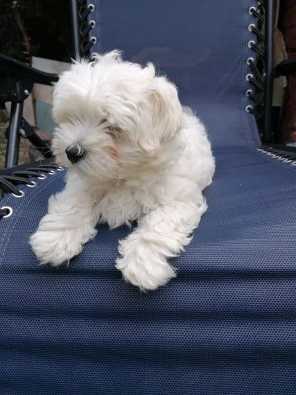 cucciole di maltese toy | Foto 1