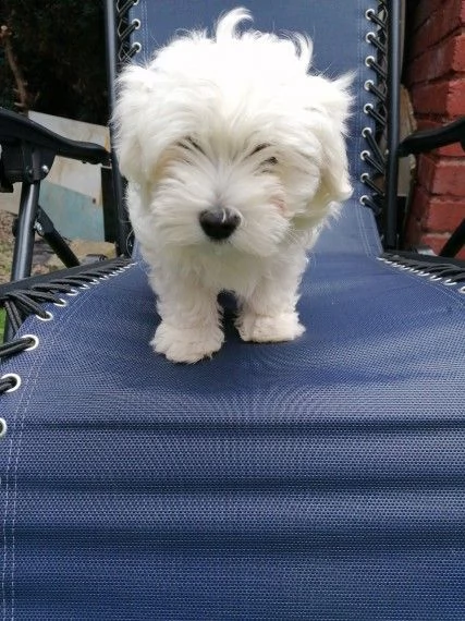 cucciole di maltese toy | Foto 0