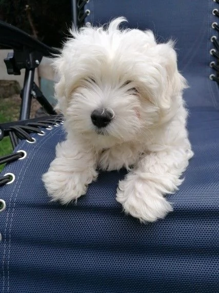 cucciole di maltese toy