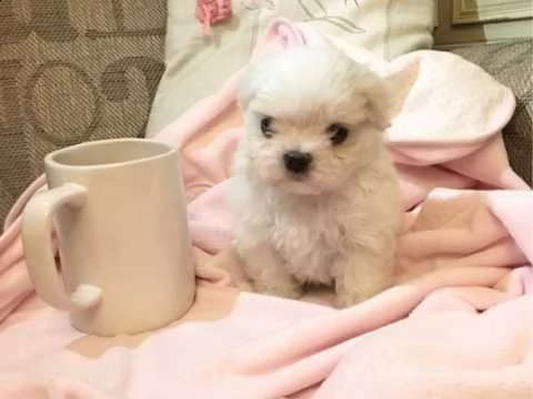 pronti cuccioli maltese toy | Foto 1