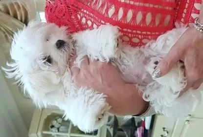 pronti cuccioli maltese toy