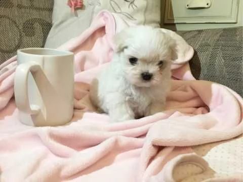 pronti cuccioli maltese toy | Foto 0