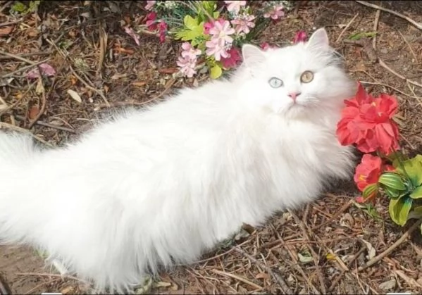 due maschi e una femmina munchkin | Foto 2