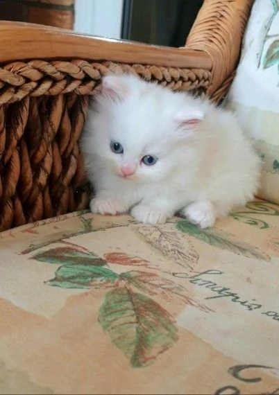 due maschi e una femmina munchkin | Foto 1