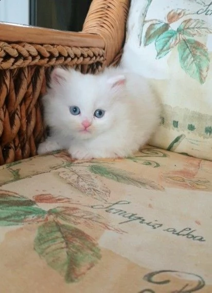 due maschi e una femmina munchkin | Foto 0